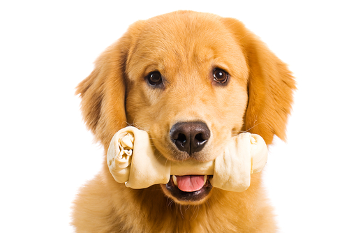 dog with bone in his mouth
